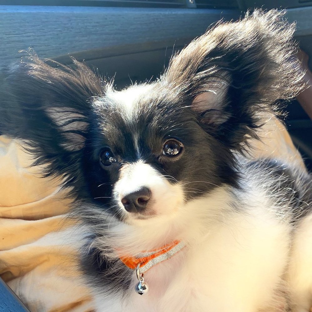 Meet your Posher, Wanda and Dimples